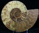 Huge Split Ammonite Pair - Agatized #7223-2